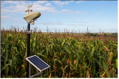 Figura 5: retirada do site:  Sensores inteligentes geram dados em tempo real – Revista Rural
            Exemplo de rede de sensores sem fio sendo utilizadas na agricultura.
            